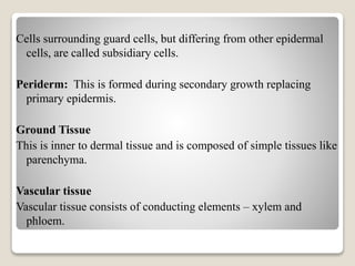 Cells surrounding guard cells, but differing from other epidermal
cells, are called subsidiary cells.
Periderm: This is formed during secondary growth replacing
primary epidermis.
Ground Tissue
This is inner to dermal tissue and is composed of simple tissues like
parenchyma.
Vascular tissue
Vascular tissue consists of conducting elements – xylem and
phloem.
 