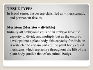 TISSUE TYPES
In broad sense, tissues are classified as – meristematic
and permanent tissues.
Meristem (Meristos – divisible)
Initially all embryonic cells of an embryo have the
capacity to divide and multiply but as the embryo
develops into a plant body, this capacity for division
is restricted to certain parts of the plant body called
meristems which are active throughout the life of the
plant body (unlike that of an animal body).
 