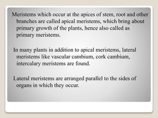 Meristems which occur at the apices of stem, root and other
branches are called apical meristems, which bring about
primary growth of the plants, hence also called as
primary meristems.
In many plants in addition to apical meristems, lateral
meristems like vascular cambium, cork cambium,
intercalary meristems are found.
Lateral meristems are arranged parallel to the sides of
organs in which they occur.
 