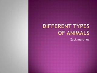 Different types of animals  Zack marsh 6a 
