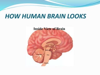 HOW HUMAN BRAIN LOOKS
 