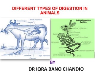 DIFFERENT TYPES OF DIGESTION IN
ANIMALS
BY
DR IQRA BANO CHANDIO
 