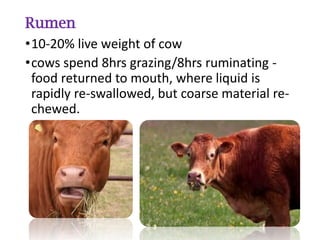 Different types of digestive system in animals.pdf
