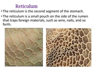 Different types of digestive system in animals.pdf