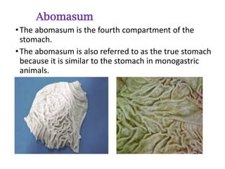 Different types of digestive system in animals pdf