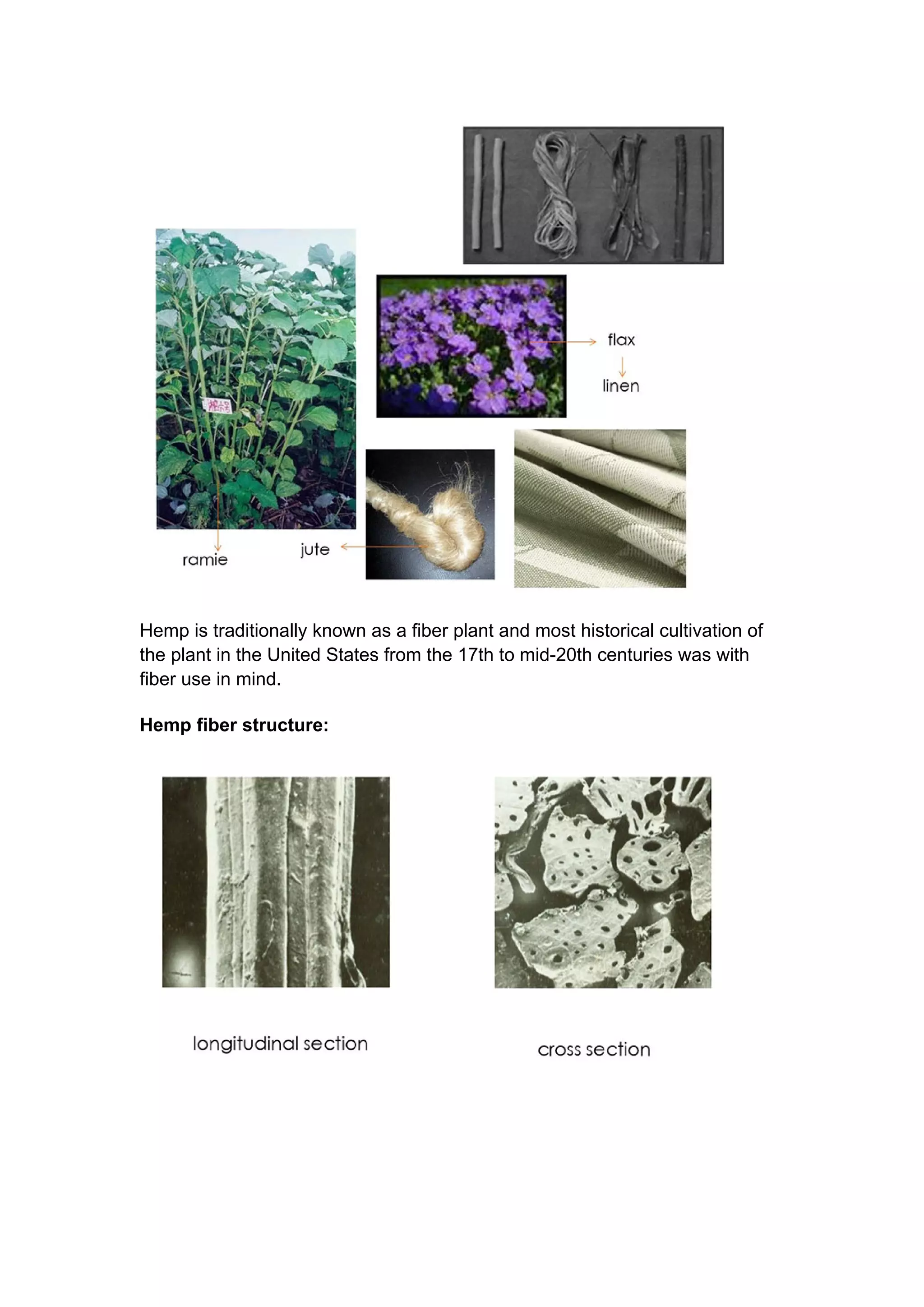 Hemp is traditionally known as a fiber plant and most historical cultivation of
the plant in the United States from the 17th to mid-20th centuries was with
fiber use in mind.
Hemp fiber structure:
 