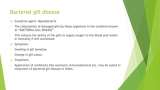 Bacterial gill disease
 Causative agent- Myxobacteria
• The colonization of damaged gills by these organisms in the condition known
as “BACTERIAL GILL DISEASE”
• This reduces the ability of the gills to supply oxygen to the blood and results
in mortality if left unchecked.
 Symptoms
• Swelling in gill lamellae.
• Change in gill colour.
 Treatment-
• Application of antibiotics like neomycin chloramphenicol etc. may be useful in
treatment of bacterial gill disease in fishes .
 