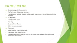 Fin rot / tail rot
 Causative agent- Myxobacteria
• Fin Rot is one of the most common.
• It is caused by several types of bacteria and often occurs concurrently with other
diseases.
 SYMPTOMS
• Fin edges turn white
• Fins fray
• Bases of fins inflamed
• Entire fin may rot away
 Treatment-
• Move sick fish to a hospital tank.
• Feed fresh high quality foods.
• Treat with antibiotics(MARACYN-2, a ten day course is ideal for ensuring the
infection is eradicated)
 