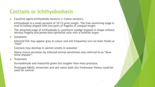 Costiasis or Ichthyobodiasis
 Causitive agent-Ichthyobodo necatrix (= Costia necator),
• Ichthyobodo is a small parasite of 10–15 μmin length. The free-swimming stage is
oval to kidney-shaped with two pairs of flagella of unequal length.
• The attached stage of Ichthyobodo is cuneiform (wedge shaped) in shape without
obvious flagella and penetrates epithelial cells with a holdfast organ.
 Symptoms
• Infected fish may appear grey in colour and will frequently turn on their flanks or
‘flash’
• Costiasis may develop in salmon smolts in seawater
• Heavy mucus secretion by infected animal sometimes also referred to as “blue
slime disease”.
 Treatment
• formaldehyde and malachite green but tougher than most protozoa.
• Prolonged KMnO₄ immersion and salt water bath (for freshwater fishes) could be
used for control.
 
