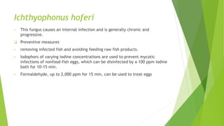 Ichthyophonus hoferi
• This fungus causes an internal infection and is generally chronic and
progressive.
 Preventive measures
• removing infected fish and avoiding feeding raw fish products.
• Iodophors of varying iodine concentrations are used to prevent mycotic
infections of nonfood-fish eggs, which can be disinfected by a 100 ppm iodine
bath for 10-15 min.
• Formaldehyde, up to 2,000 ppm for 15 min, can be used to treat eggs
 