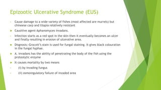 Epizootic Ulcerative Syndrome (EUS)
• Cause damage to a wide variety of fishes (most affected are murrels) but
chineese carp and tilapia relatively resistant
 Causitive agent-Aphanomyces invadans.
• Infection starts as a red spot in the skin then it eventually becomes an ulcer
and finally resulting in erosion of ulcerative area.
 Disgnosis:-Grocott’s stain is used for fungal staining. It gives black colouration
in the fungal hyphae.
 A. invadans has the ability of penetrating the body of the fish using the
proteolytic enzyme
 It causes mortality by two means
• (i) by invading fungus
• (ii) osmoregulatory failure of invaded area
 