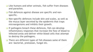  Like humans and other animals, fish suffer from diseases
and parasites.
 Fish defences against disease are specific and non-
specific.
 Non-specific defences include skin and scales, as well as
the mucus layer secreted by the epidermis that traps
microorganisms and inhibits their growth.
 If pathogens breach these defences, fish can develop
inflammatory responses that increase the flow of blood to
infected areas and deliver white blood cells that attempt
to destroy the pathogens.
 There are different types of fish diseases some of them
are- bacterial, protozoan, fungal etc.
 