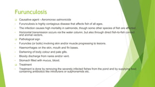 Furunculosis
 Causative agent - Aeromonas salmonicida
• Furunculosis is highly contagious disease that affects fish of all ages.
• The infection causes high mortality in salmonids, though some other species of fish are affected.
• Horizontal transmission occurs via the water column, but also through direct fish-to-fish contact
and animal vectors.
 Pathological sign
• Furuncles (or boils) involving skin and/or muscle progressing to lesions.
• Haemorrhages on the skin, mouth and fin bases.
• Darkening of body colour and pale gills.
• Bloody discharge from nares and/or vent.
• Stomach filled with mucus, blood.
 Treatment
• Treatment is done by removing the severely infected fishes from the pond and by supplying food
containing antibiotics like introfurans or sulphonamids etc.
 