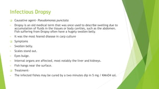 Infectious Dropsy
 Causative agent- Pseudomonas punctata
• Dropsy is an old medical term that was once used to describe swelling due to
accumulation of fluids in the tissues or body cavities, such as the abdomen.
Fish suffering from Dropsy often have a hugely swollen belly.
• It was the most feared disease in carp culture
 Symptoms
• Swollen belly.
• Scales stand out.
• Eyes bulge.
• Internal organs are affected, most notably the liver and kidneys.
• Fish hangs near the surface.
 Treatment-
• The infected fishes may be cured by a two minutes dip in 5 mg / KMnO4 sol.
 