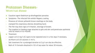 Protozoan Diseases-
Velvet/rust disease
 Causitive agent-Oodinium sp-dinoflagellate parasites
 Symptoms- The infected fish exhibit Peppery coating
• Presence of minute yellowish brown markings on the body.
• clamped fins respiratory distress (breathing hard)
• The fish may show signs of irritation, shortage of breath.
• The trophont or feeding stage attaches to gills and skin and penetrates epithelial
cells by means of its rhizoids.
 Treatment
• copper at 0.2 mg/l (0.2 ppm) to be repeated once in a few days if necessary.
• Acriflavin at 0.2% solution (1 ml/l).
• Salt treatment for a prolonged duration at 2 g/l can also be effective.
• Bath of 1% formalin dissolved in 10 l of tap water for about 30 minutes.
 