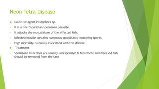 Neon Tetra Disease
 Causitive agent-Plistophora sp.
• It is a microsporidian sporozoan parasite.
• It attacks the musculature of the affected fish.
• Infected muscle contains numerous sporoblasts containing spores
• High mortality is usually associated with this disease.
 Treatment
• Sporozoan infections are usually unresponsive to treatment and diseased fish
should be removed from the tank
 