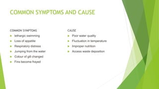COMMON SYMPTOMS AND CAUSE
COMMON SYMPTOMS
 lethargic swimming
 Loss of appetite
 Respiratory distress
 Jumping from the water
 Colour of gill changed
 Fins become frayed
CAUSE
 Poor water quality
 Fluctuation in temperature
 Improper nutrition
 Access waste deposition
 