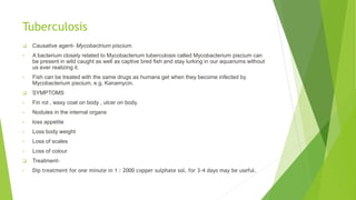 Tuberculosis
 Causative agent- Mycobactrium piscium.
• A bacterium closely related to Mycobacterium tuberculosis called Mycobacterium piscium can
be present in wild caught as well as captive bred fish and stay lurking in our aquariums without
us ever realizing it.
• Fish can be treated with the same drugs as humans get when they become infected by
Mycobacterium piscium, e.g. Kanamycin.
 SYMPTOMS
• Fin rot , waxy coat on body , ulcer on body.
• Nodules in the internal organs
• loss appetite
• Loss body weight
• Loss of scales
• Loss of colour
 Treatment-
• Dip treatment for one minute in 1 : 2000 copper sulphate sol. for 3-4 days may be useful.
 