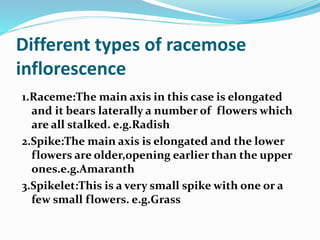 Racemose Inflorescence Introduction Different types of inflorescence | PPTX