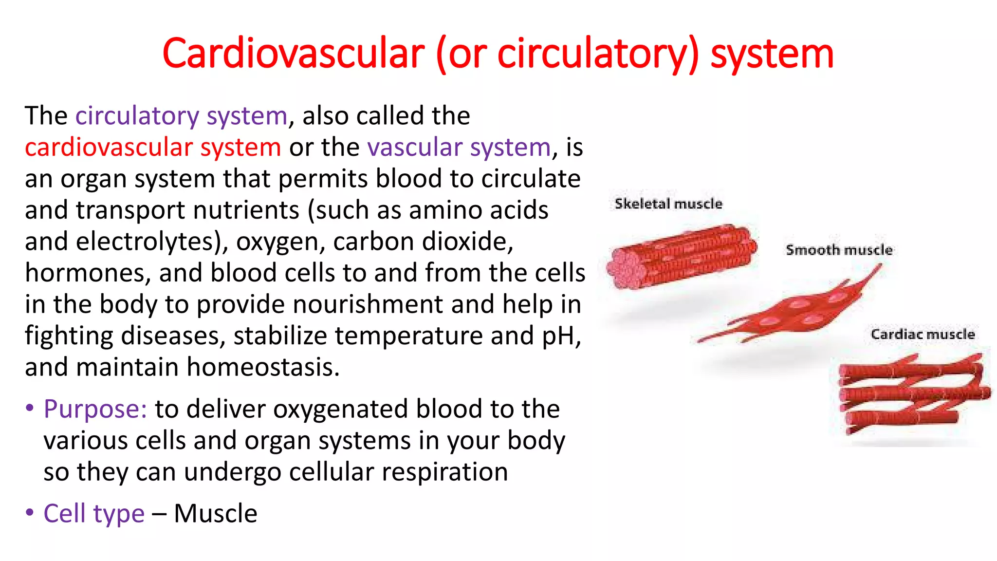 Cardiovascular (or circulatory) system
The circulatory system, also called the
cardiovascular system or the vascular system, is
an organ system that permits blood to circulate
and transport nutrients (such as amino acids
and electrolytes), oxygen, carbon dioxide,
hormones, and blood cells to and from the cells
in the body to provide nourishment and help in
fighting diseases, stabilize temperature and pH,
and maintain homeostasis.
• Purpose: to deliver oxygenated blood to the
various cells and organ systems in your body
so they can undergo cellular respiration
• Cell type – Muscle
 