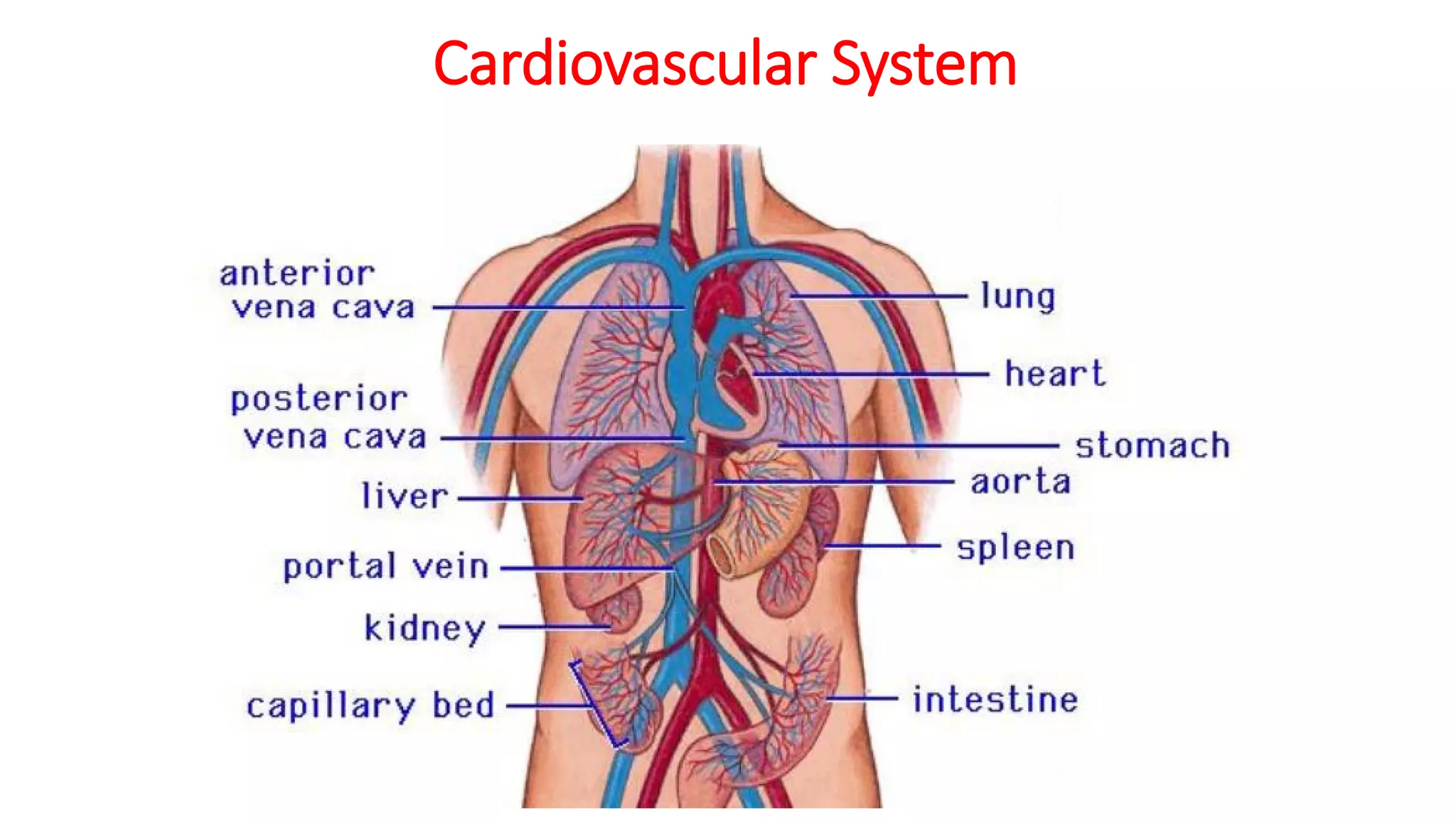 Cardiovascular System
 