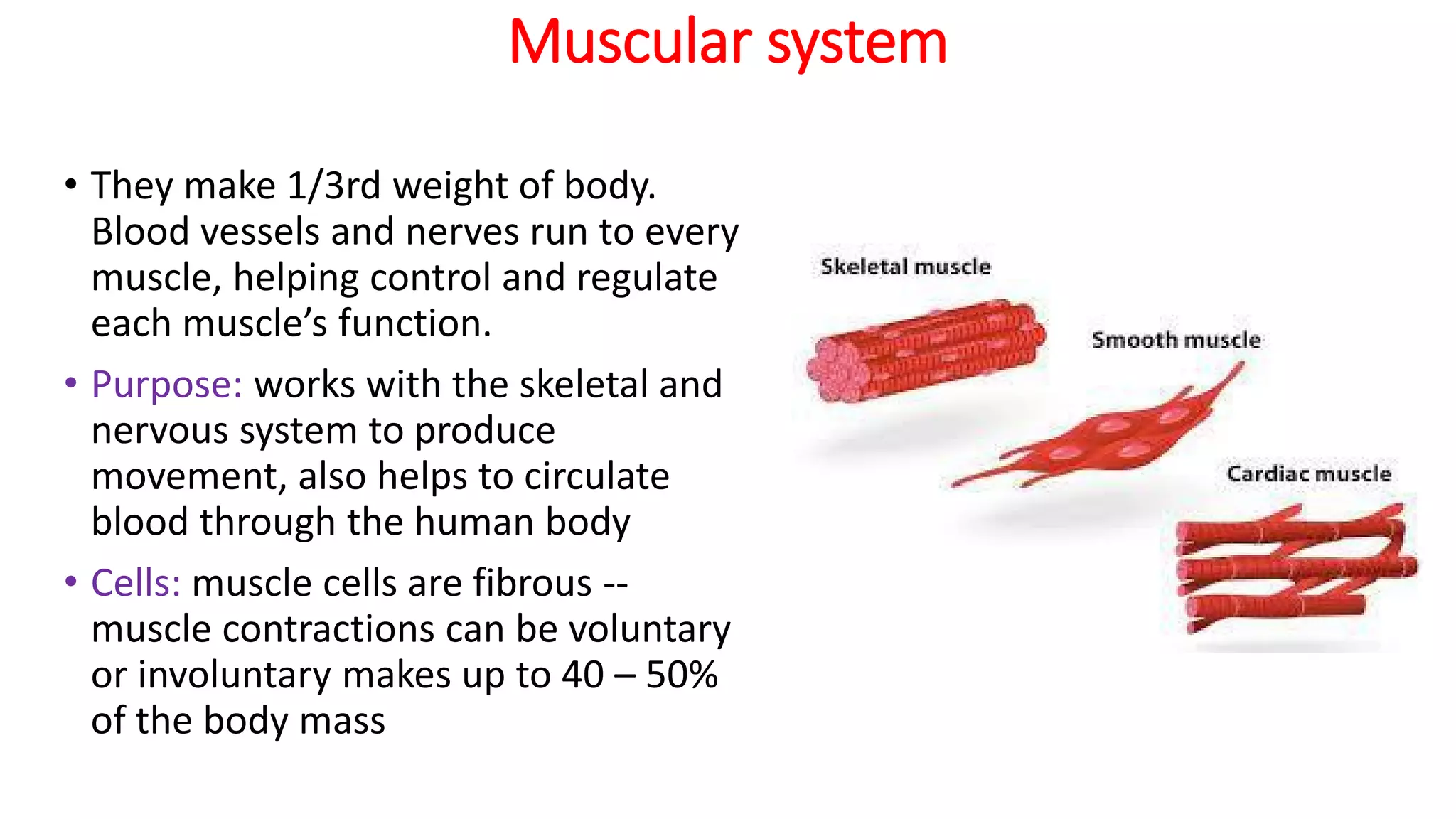 Muscular system
• They make 1/3rd weight of body.
Blood vessels and nerves run to every
muscle, helping control and regulate
each muscle’s function.
• Purpose: works with the skeletal and
nervous system to produce
movement, also helps to circulate
blood through the human body
• Cells: muscle cells are fibrous --
muscle contractions can be voluntary
or involuntary makes up to 40 – 50%
of the body mass
 