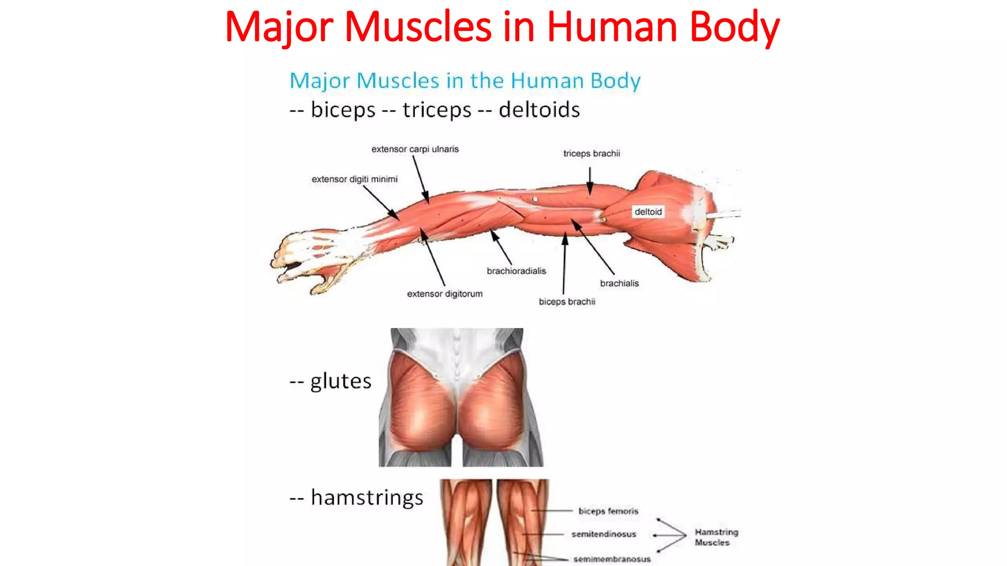 Major Muscles in Human Body
 
