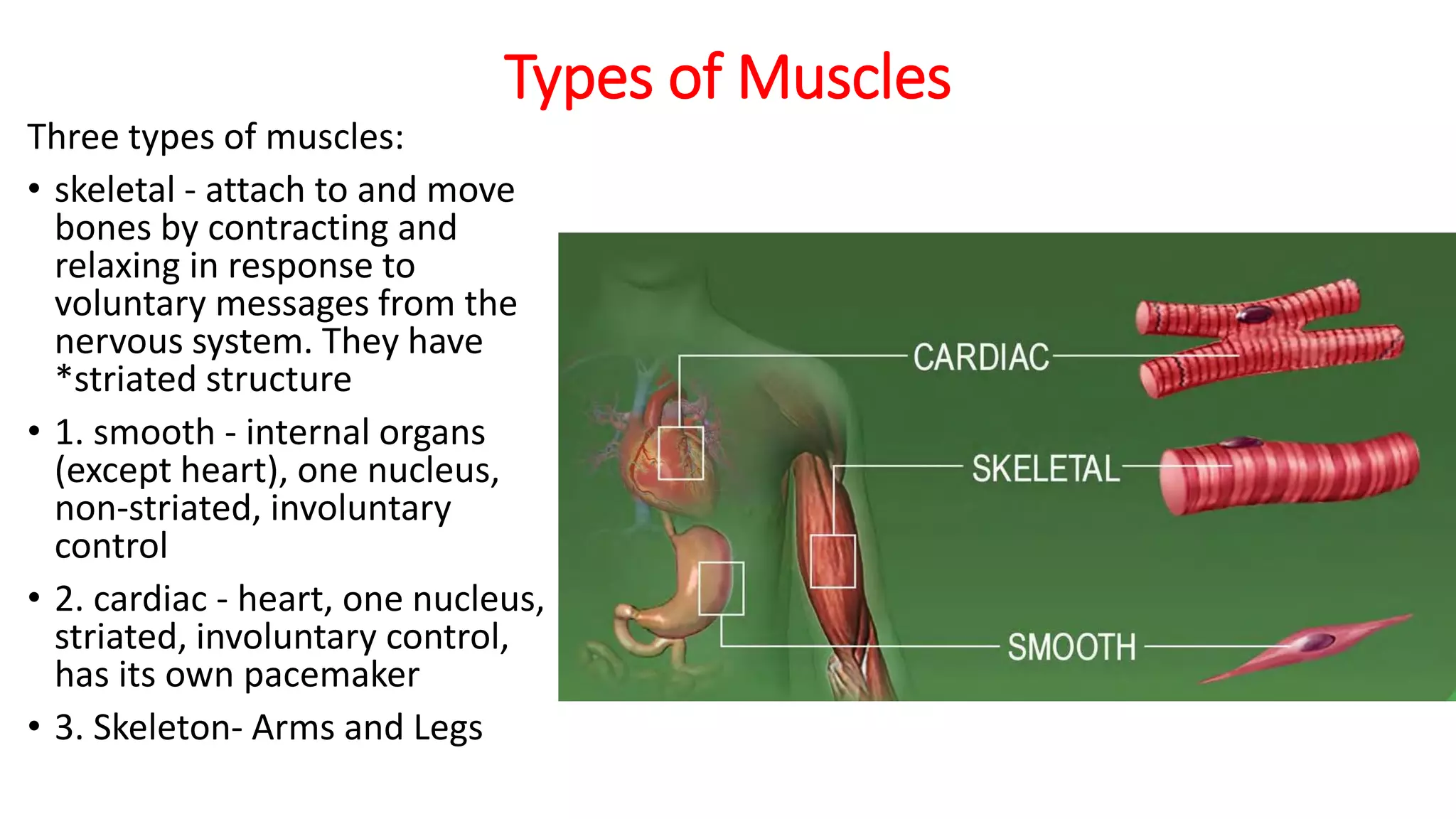 Types of Muscles
Three types of muscles:
• skeletal - attach to and move
bones by contracting and
relaxing in response to
voluntary messages from the
nervous system. They have
*striated structure
• 1. smooth - internal organs
(except heart), one nucleus,
non-striated, involuntary
control
• 2. cardiac - heart, one nucleus,
striated, involuntary control,
has its own pacemaker
• 3. Skeleton- Arms and Legs
 