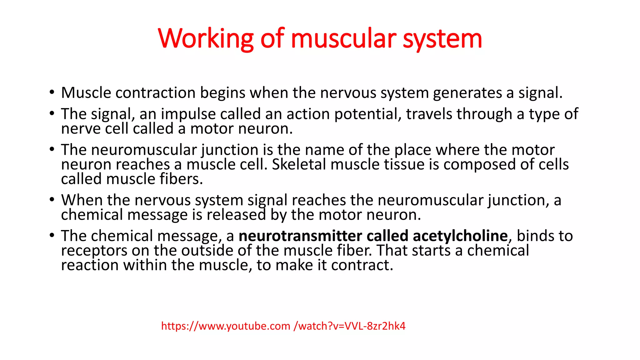 Working of muscular system
• Muscle contraction begins when the nervous system generates a signal.
• The signal, an impulse called an action potential, travels through a type of
nerve cell called a motor neuron.
• The neuromuscular junction is the name of the place where the motor
neuron reaches a muscle cell. Skeletal muscle tissue is composed of cells
called muscle fibers.
• When the nervous system signal reaches the neuromuscular junction, a
chemical message is released by the motor neuron.
• The chemical message, a neurotransmitter called acetylcholine, binds to
receptors on the outside of the muscle fiber. That starts a chemical
reaction within the muscle, to make it contract.
https://www.youtube.com /watch?v=VVL-8zr2hk4
 