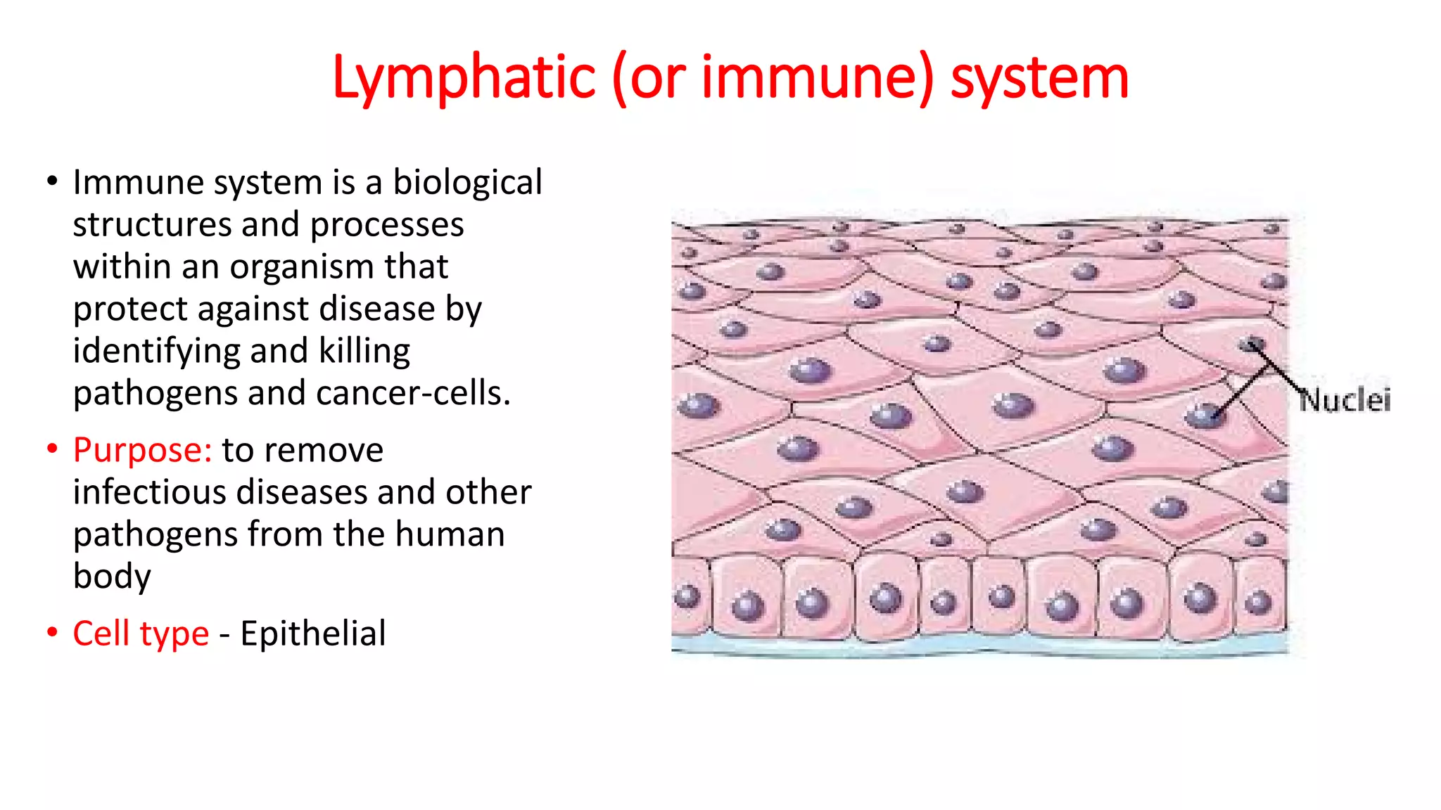 Lymphatic (or immune) system
• Immune system is a biological
structures and processes
within an organism that
protect against disease by
identifying and killing
pathogens and cancer-cells.
• Purpose: to remove
infectious diseases and other
pathogens from the human
body
• Cell type - Epithelial
 