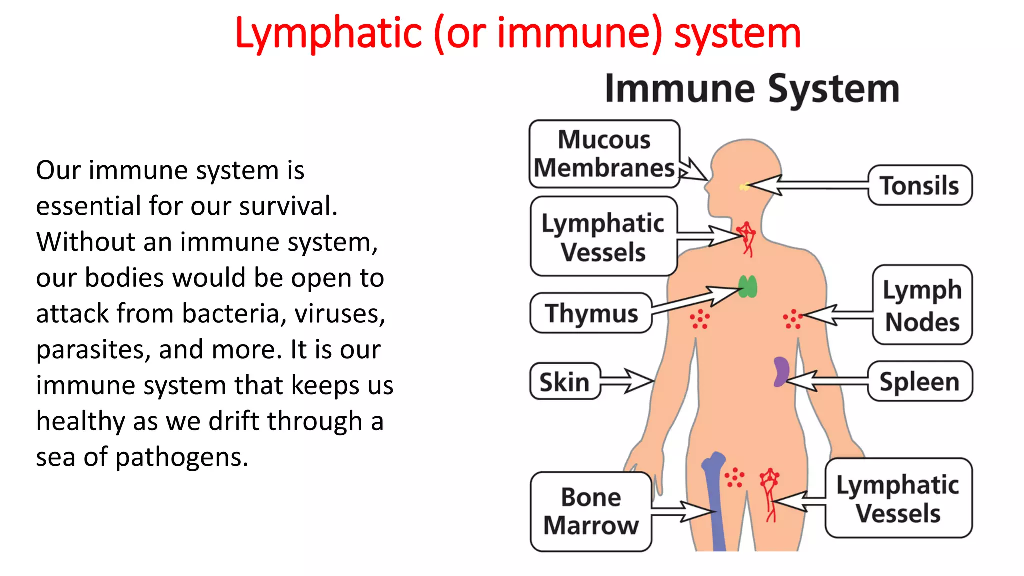 Lymphatic (or immune) system
Our immune system is
essential for our survival.
Without an immune system,
our bodies would be open to
attack from bacteria, viruses,
parasites, and more. It is our
immune system that keeps us
healthy as we drift through a
sea of pathogens.
 