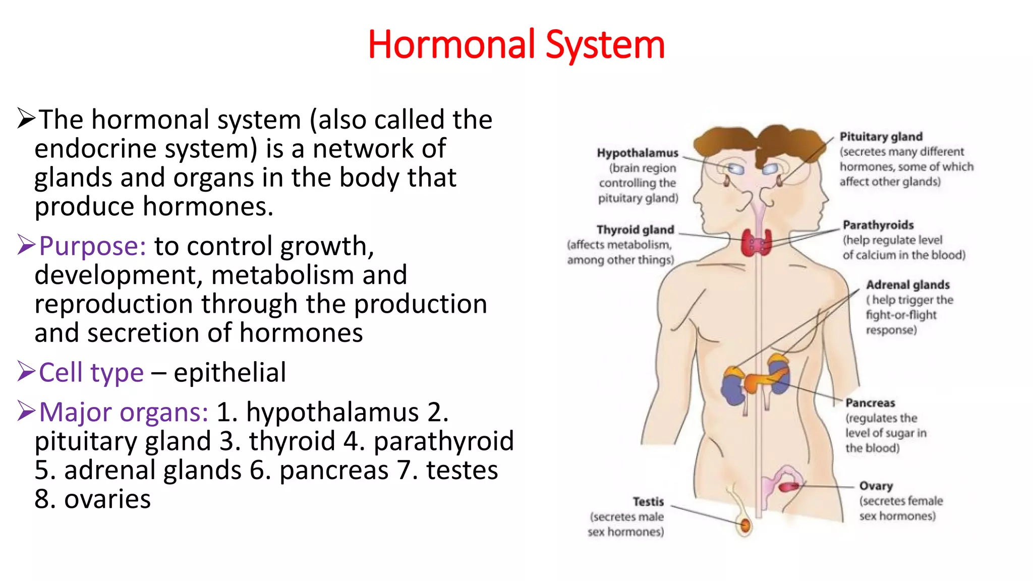 Hormonal System
The hormonal system (also called the
endocrine system) is a network of
glands and organs in the body that
produce hormones.
Purpose: to control growth,
development, metabolism and
reproduction through the production
and secretion of hormones
Cell type – epithelial
Major organs: 1. hypothalamus 2.
pituitary gland 3. thyroid 4. parathyroid
5. adrenal glands 6. pancreas 7. testes
8. ovaries
 