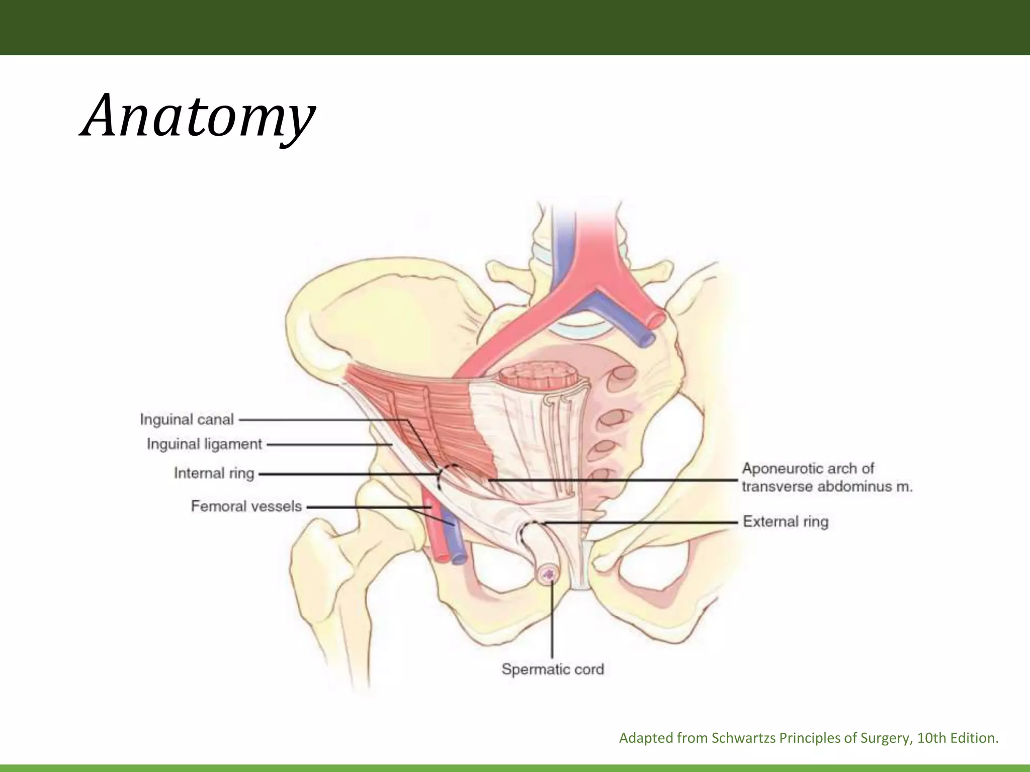 Anatomy
Adapted from Schwartzs Principles of Surgery, 10th Edition.
 