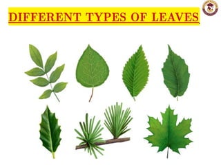 DIFFERENT TYPES OF LEAVES
DIFFERENT TYPES OF LEAVES
 