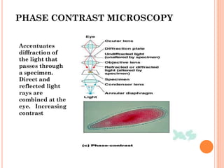 Accentuates
diffraction of
the light that
passes through
a specimen.
Direct and
reflected light
rays are
combined at the
eye. Increasing
contrast
PHASE CONTRAST MICROSCOPY
 
