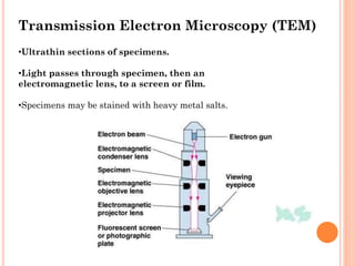•Ultrathin sections of specimens.
•Light passes through specimen, then an
electromagnetic lens, to a screen or film.
•Specimens may be stained with heavy metal salts.
Transmission Electron Microscopy (TEM)
 