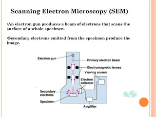 •An electron gun produces a beam of electrons that scans the
surface of a whole specimen.
•Secondary electrons emitted from the specimen produce the
image.
Scanning Electron Microscopy (SEM)
 