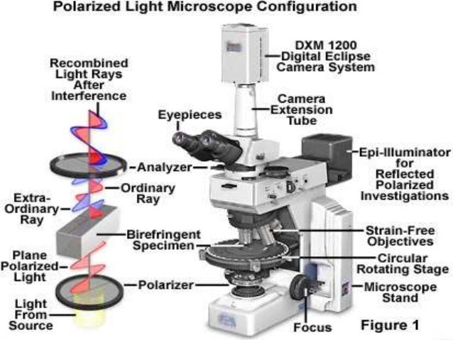 Different types of microscopes