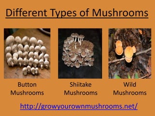 Different Types of Mushrooms
Button
Mushrooms
Shiitake
Mushrooms
Wild
Mushrooms
http://growyourownmushrooms.net/
 