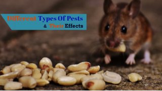 Different Types Of Pests 
Their Effects&
 