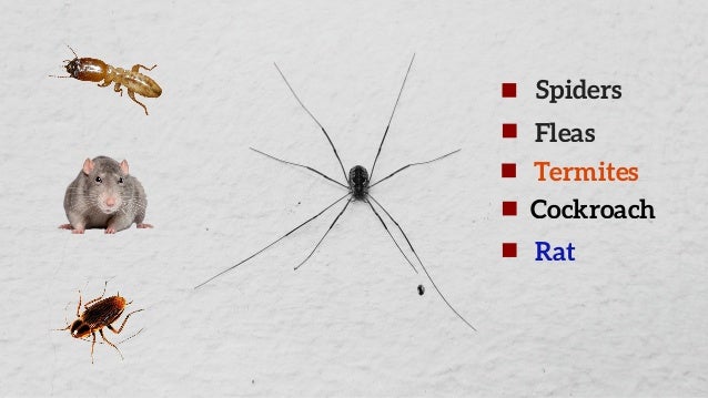 fleas types