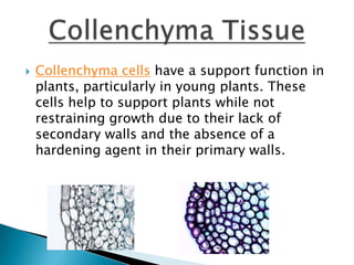 Different types of plant cells | PPTX