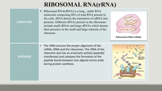 DIFFERENT TYPES OF RNA, THEIR SYNTHESIS AND STRUCTURE.pptx
