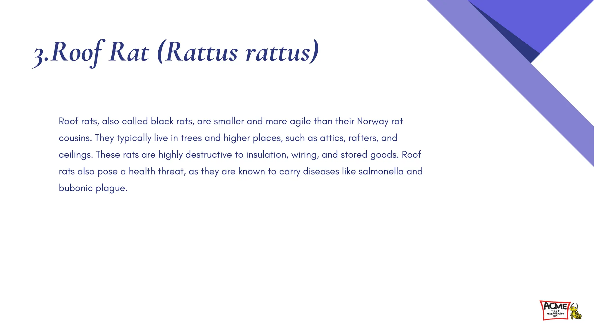 Different Types of Rodents: Common and Uncommon Rodent Species | PDF