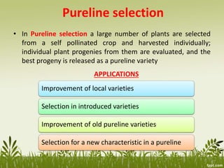 Pure Line Genetics Example Bulk method pedigree method &line breeding | PPTX