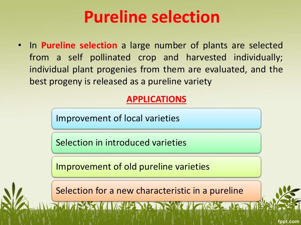 Bulk method pedigree method &line breeding