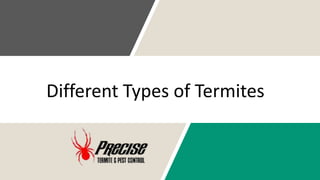 Different Types of Termites