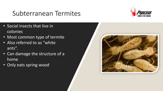 Subterranean Termites
• Social insects that live in
colonies
• Most common type of termite
• Also referred to as “white
ants”.
• Can damage the structure of a
home
• Only eats spring wood