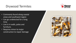 Drywood Termites
• Commonly found along coastal
areas and southwest region
• Can go undetected for a long
time
• Live in in walls, poles and
furniture.
• Requires minor to major
construction to repair damage
