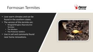 Formosan Termites
• Love warm climates and can be
found in the southern states.
• The version of this termite are:
• Winged/Wingless Reproductive
Termites
• The Workers
• The Protector Soldiers
• Live in soil and commonly found
near home renovations.